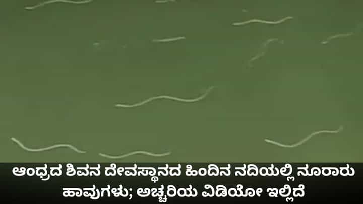 ಶಿವನ ದೇವಸ್ಥಾನದ ಹಿಂದಿನ ನದಿಯಲ್ಲಿ ನೂರಾರು ಹಾವುಗಳು; ಅಚ್ಚರಿಯ ವಿಡಿಯೋ ಇಲ್ಲಿದೆ ಶಿವನ ದೇವಸ್ಥಾನದ ಹಿಂದಿನ ನದಿಯಲ್ಲಿ ನೂರಾರು ಹಾವುಗಳು; ಅಚ್ಚರಿಯ ವಿಡಿಯೋ ಇಲ್ಲಿದೆ