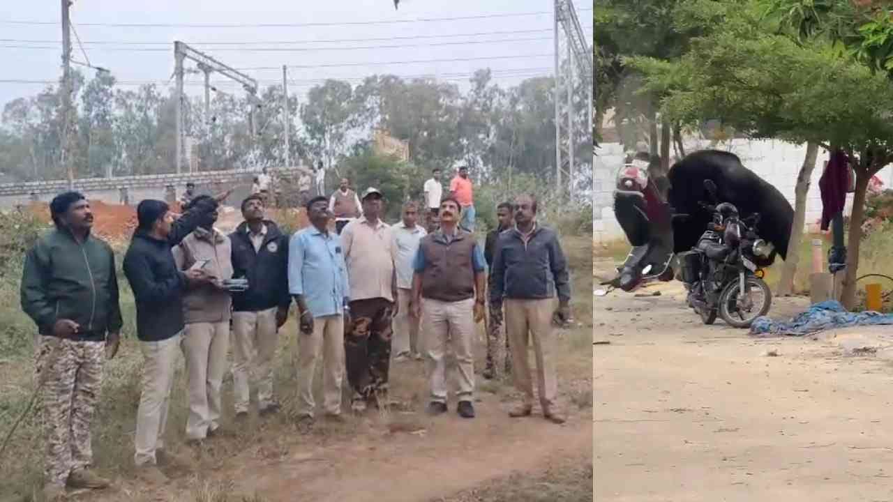 ಅರಣ್ಯ ಇಲಾಖೆಗೆ ಸವಾಲಾದ ಕಾಡೆಮ್ಮೆ: ಅರವಳಿಕೆ ಇದ್ರೆ ಕಾಡೆಮ್ಮೆ ಇಲ್ಲ, ಕಾಡೆಮ್ಮೆ ಪತ್ತೆಯಾದಾಗ ಅರವಳಿಕೆ ಇಲ್ಲ ಅರಣ್ಯ ಇಲಾಖೆಗೆ ಸವಾಲಾದ ಕಾಡೆಮ್ಮೆ: ಅರವಳಿಕೆ ಇದ್ರೆ ಕಾಡೆಮ್ಮೆ ಇಲ್ಲ, ಕಾಡೆಮ್ಮೆ ಪತ್ತೆಯಾದಾಗ ಅರವಳಿಕೆ ಇಲ್ಲ