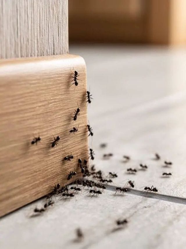 ಇರುವೆಗಳ ಕಾಟದಿಂದ ಮುಕ್ತಿ ಪಡೆಯಲು ಇಲ್ಲಿದೆ ಸಿಂಪಲ್‌ ಟಿಪ್ಸ್‌