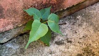Ear Piercing: ಮಕ್ಕಳಿಗೆ ಕಿವಿ ಚುಚ್ಚುವುದು ಯಾಕೆ ಗೊತ್ತಾ? ಧಾರ್ಮಿಕ ಮತ್ತು ವೈಜ್ಞಾನಿಕ ಮಹತ್ವ ತಿಳಿಯಿರಿ