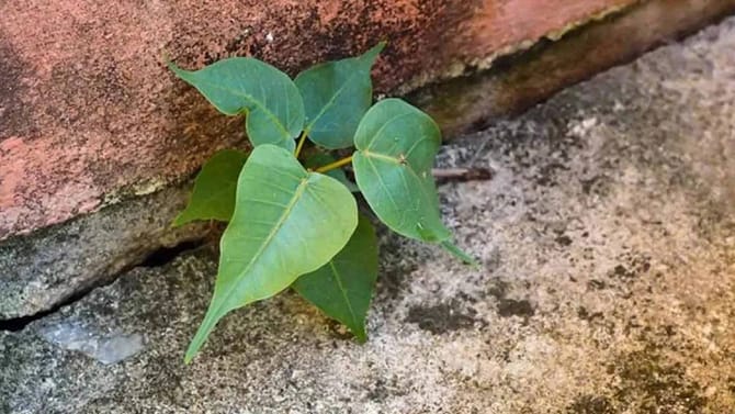 ಮನೆಯ ಗೋಡೆ ಮೇಲೆ ಈ ಸಸ್ಯ ಬೆಳೆದರೆ ಸಮಸ್ಯೆ ತಪ್ಪಿದಲ್ಲ!