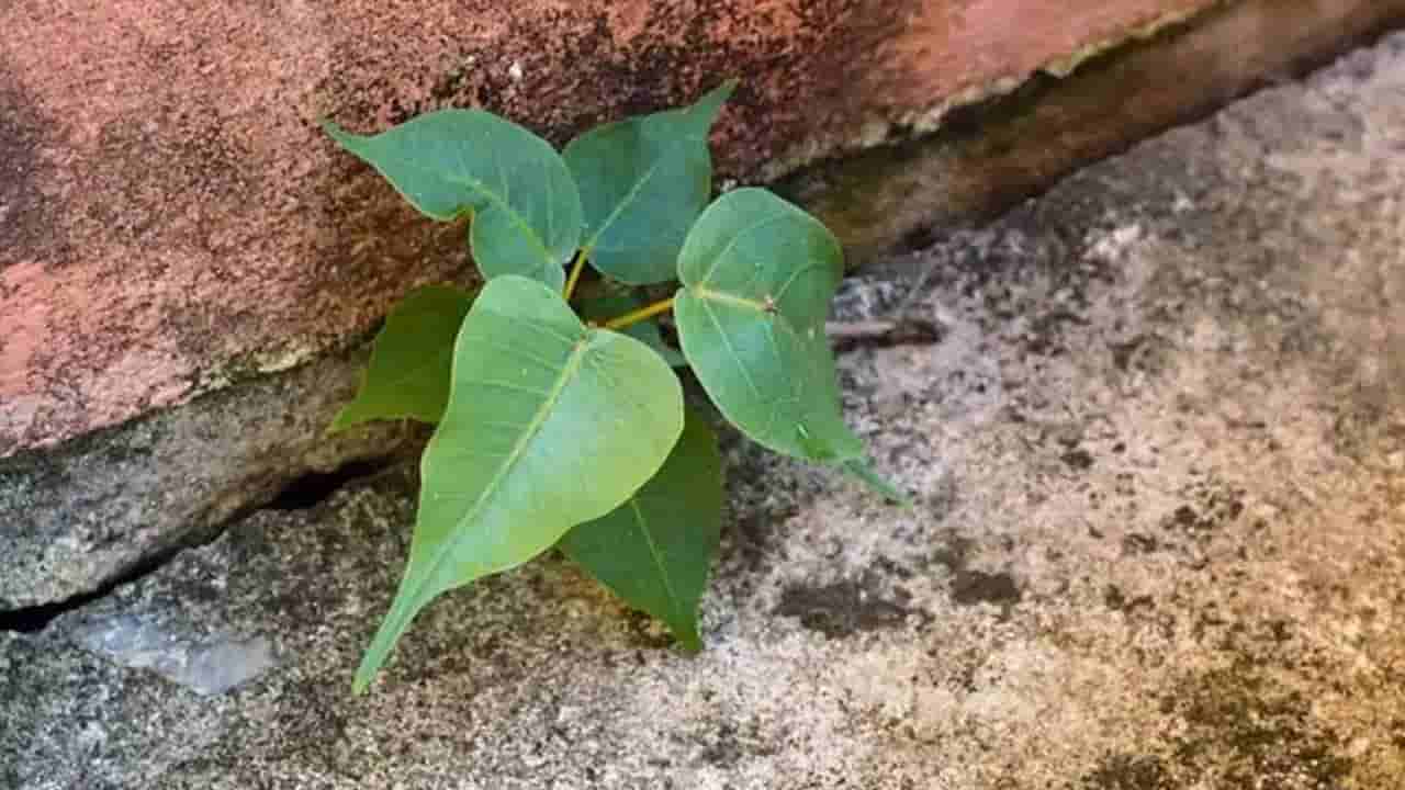 Vasthu Tips: ಮನೆಯ ಗೋಡೆ ಮೇಲೆ ಈ ಸಸ್ಯ ಬೆಳೆದರೆ ಸಮಸ್ಯೆ ತಪ್ಪಿದಲ್ಲ!