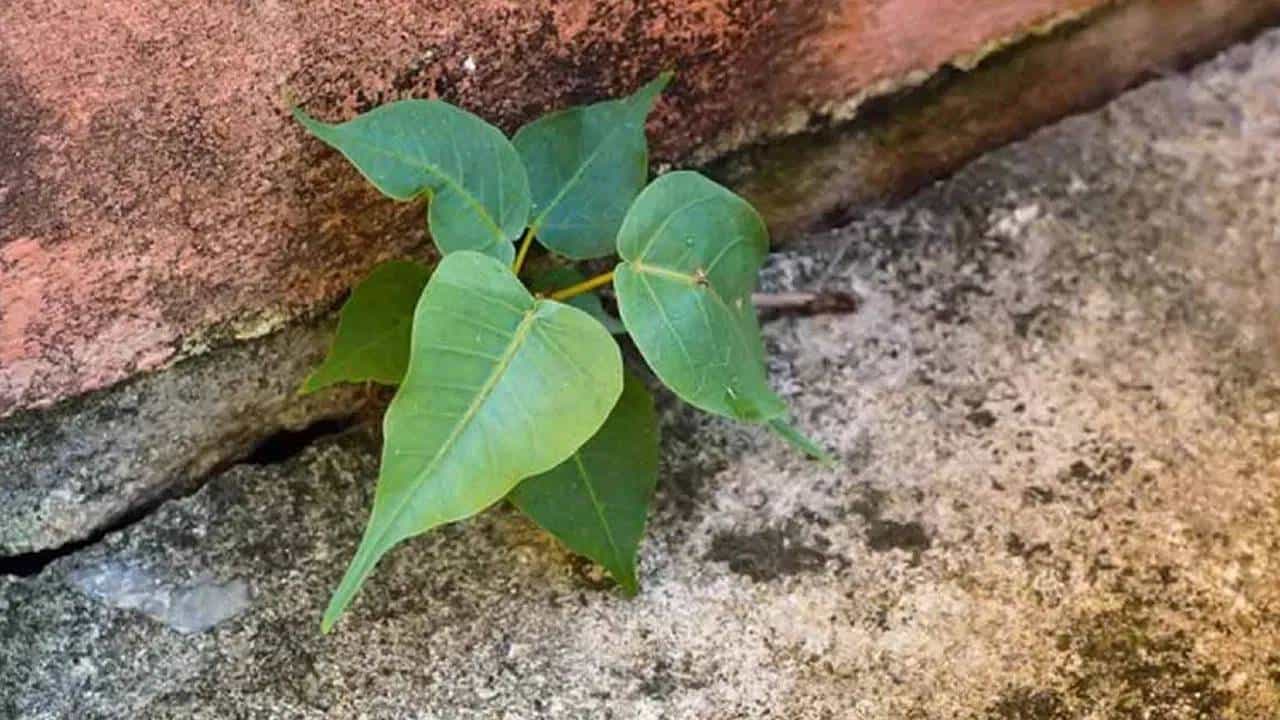 Vasthu Tips: ಮನೆಯ ಗೋಡೆ ಮೇಲೆ ಈ ಸಸ್ಯ ಬೆಳೆದರೆ ಸಮಸ್ಯೆ ತಪ್ಪಿದಲ್ಲ! Vasthu Tips: ಮನೆಯ ಗೋಡೆ ಮೇಲೆ ಈ ಸಸ್ಯ ಬೆಳೆದರೆ ಸಮಸ್ಯೆ ತಪ್ಪಿದಲ್ಲ!