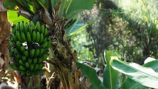 Spiritual Guidance: ಸತ್ತವರ ಈ ಮೂರು ವಸ್ತುಗಳನ್ನು ಎಂದಿಗೂ ಮನೆಯಲ್ಲಿ ಇಡಬೇಡಿ