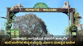 ಹುಲಿ ದಾಳಿ ಭೀತಿ: ಬಂಡೀಪುರ, ನಾಗರಹೊಳೆ ಸಫಾರಿಗೆ ತಾತ್ಕಾಲಿಕ ನಿಷೇಧ