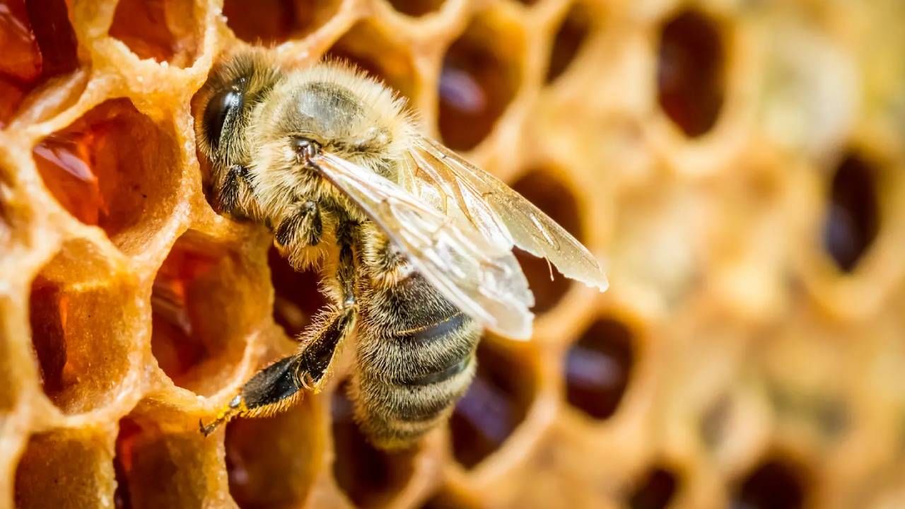 ಜೇನುತುಪ್ಪಗೆ ದೊಡ್ಡ ಬೇಡಿಕೆ; ಜೇನುಸಾಕಣೆಗೆ ಕೇಂದ್ರದಿಂದ ಉತ್ತೇಜನ; ‘ಸಿಹಿ ಕ್ರಾಂತಿ’ ಹಾದಿಯಲ್ಲಿ ಭಾರತ