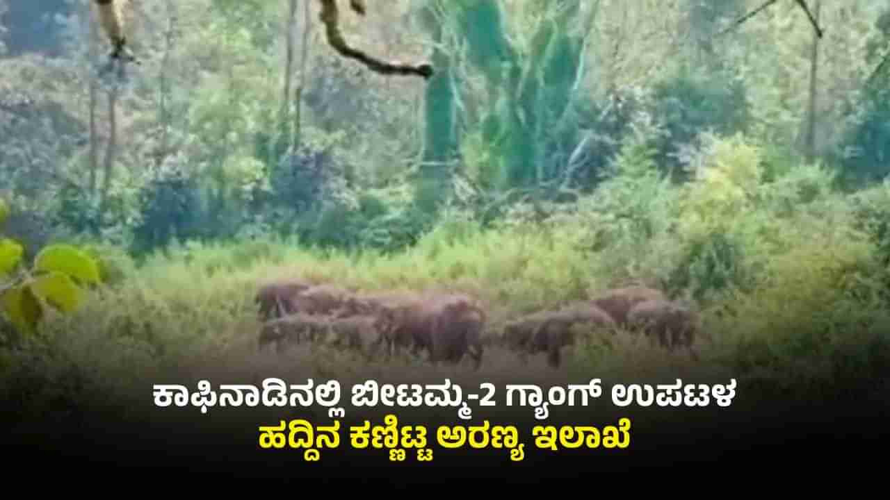 ಚಿಕ್ಕಮಗಳೂರು-ಹಾಸನ ಗಡಿ ಗ್ರಾಮಕ್ಕೆ ಬೀಟಮ್ಮ‌-2 ಗ್ಯಾಂಗ್ ಎಂಟ್ರಿ: ಜನರಲ್ಲಿ ಆತಂಕ