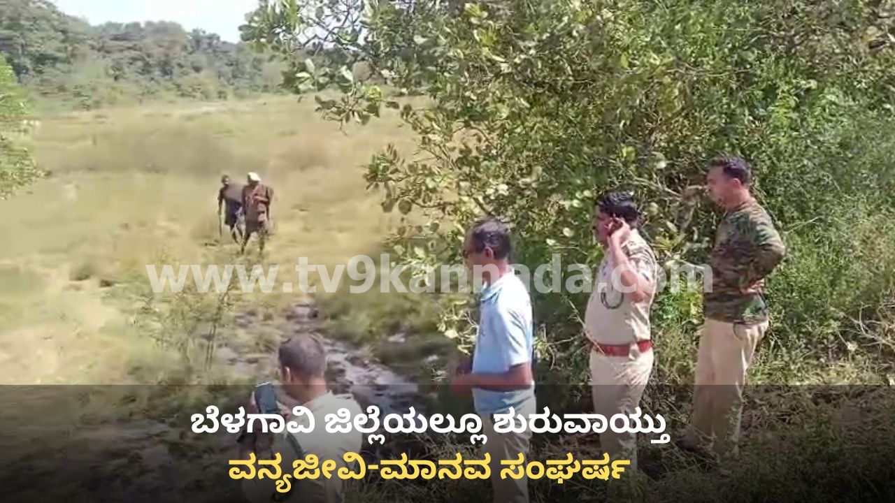 ಬೆಳಗಾವಿ: ಖಾನಾಪುರ ಸುಳೆಗಾಳಿಯಲ್ಲಿ ವಿದ್ಯುತ್ ತಂತಿ ಸ್ಪರ್ಶಿಸಿ 2 ಕಾಡಾನೆ ಸಾವು, ರೈತನ ಬಂಧನ