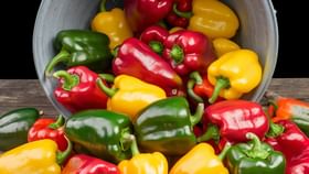 ಚಳಿಗಾಲದಲ್ಲೇಕೆ ಕ್ಯಾಪ್ಸಿಕಂ ಸೇವಿಸಬೇಕು? ಇದರ ಹಿಂದಿದೆ ಮಹತ್ವದ ಕಾರಣ