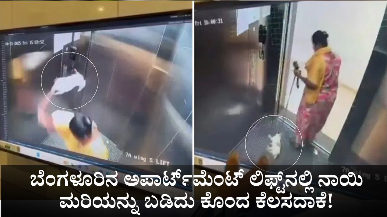 ಬೆಂಗಳೂರಿನ ಅಪಾರ್ಟ್​ಮೆಂಟ್​ ಲಿಫ್ಟ್​​ನಲ್ಲಿ ನಾಯಿ ಮರಿಯನ್ನು ಬಡಿದು ಕೊಂದ ಕೆಲಸದಾಕೆ!
