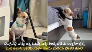 ಬೆಂಗಳೂರು: ನಾಯಿಮರಿಯನ್ನು ಎತ್ತಿ ನೆಲಕ್ಕೆ ಬಡಿದು ಕೊಲೆ, ಮನೆ ಕೆಲಸದಾಕೆಯಿಂದಲೇ ರಾಕ್ಷಸೀ ಕೃತ್ಯ