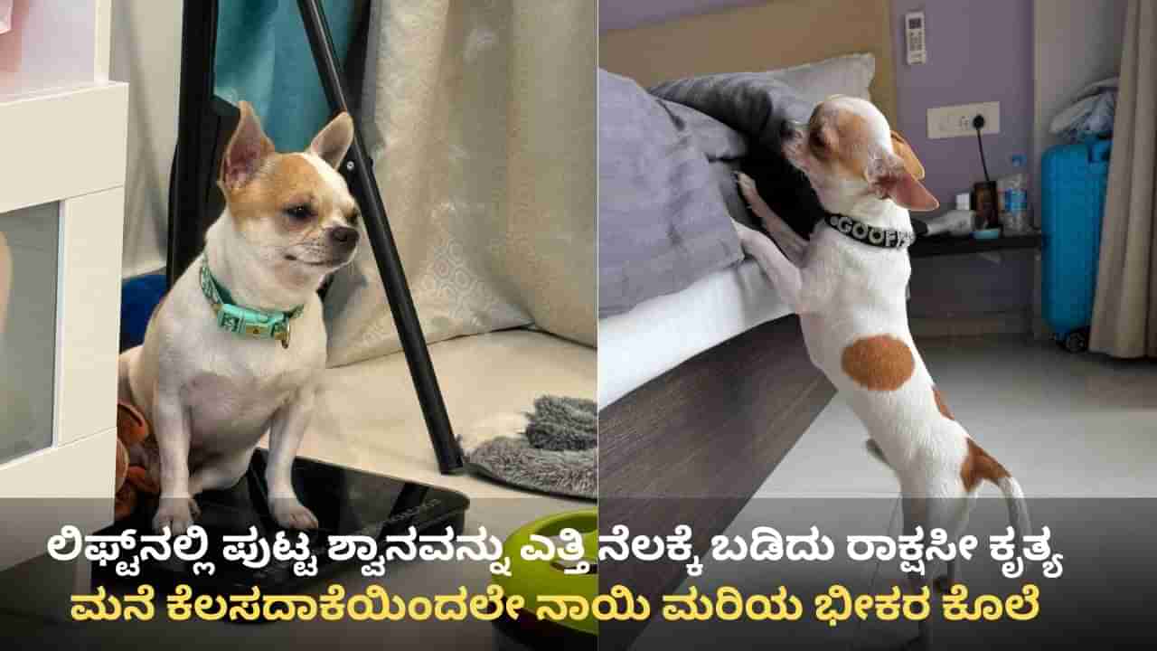 ಬೆಂಗಳೂರು: ನಾಯಿಮರಿಯನ್ನು ಎತ್ತಿ ನೆಲಕ್ಕೆ ಬಡಿದು ಕೊಲೆ, ಮನೆ ಕೆಲಸದಾಕೆಯಿಂದಲೇ ರಾಕ್ಷಸೀ ಕೃತ್ಯ