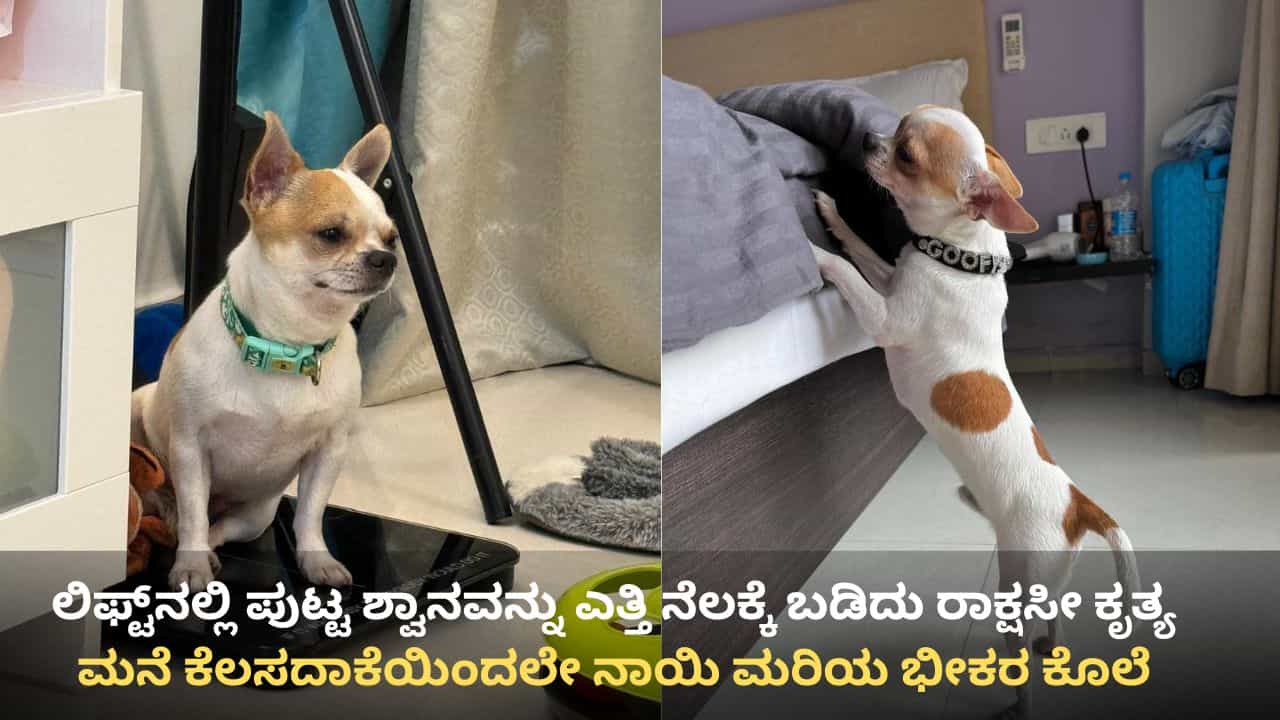 ಬೆಂಗಳೂರು: ನಾಯಿಮರಿಯನ್ನು ಎತ್ತಿ ನೆಲಕ್ಕೆ ಬಡಿದು ಕೊಲೆ, ಮನೆ ಕೆಲಸದಾಕೆಯಿಂದಲೇ ರಾಕ್ಷಸೀ ಕೃತ್ಯ ಬೆಂಗಳೂರು: ನಾಯಿಮರಿಯನ್ನು ಎತ್ತಿ ನೆಲಕ್ಕೆ ಬಡಿದು ಕೊಲೆ, ಮನೆ ಕೆಲಸದಾಕೆಯಿಂದಲೇ ರಾಕ್ಷಸೀ ಕೃತ್ಯ