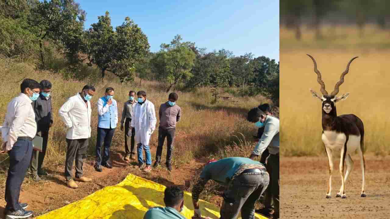 ಕಿತ್ತೂರು ಚನ್ನಮ್ಮ ಕಿರು ಮೃಗಾಲಯದಲ್ಲಿ ಮುಂದುವರಿದ ಸಾವಿನ ಸರಣಿ: ಮೃತ ಕೃಷ್ಣಮೃಗಗಳ ಸಂಖ್ಯೆ 29ಕ್ಕೆ ಏರಿಕೆ