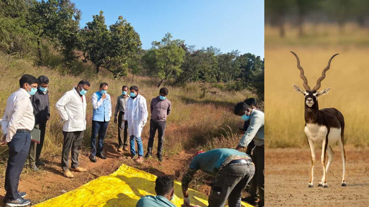 ಕಿತ್ತೂರು ಚನ್ನಮ್ಮ ಕಿರು ಮೃಗಾಲಯದಲ್ಲಿ ಮುಂದುವರಿದ ಸಾವಿನ ಸರಣಿ: ಮೃತ ಕೃಷ್ಣಮೃಗಗಳ ಸಂಖ್ಯೆ 29ಕ್ಕೆ ಏರಿಕೆ ಕಿತ್ತೂರು ಚನ್ನಮ್ಮ ಕಿರು ಮೃಗಾಲಯದಲ್ಲಿ ಮುಂದುವರಿದ ಸಾವಿನ ಸರಣಿ: ಮೃತ ಕೃಷ್ಣಮೃಗಗಳ ಸಂಖ್ಯೆ 29ಕ್ಕೆ ಏರಿಕೆ