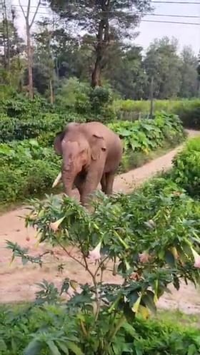 ಬೇಲೂರಿನ ಹಳ್ಳಿಹಳ್ಳಿಯಲ್ಲಿ ಓಡಾಡ್ತಿದೆ ಕಾಡಾನೆ ಭೀಮಾ!