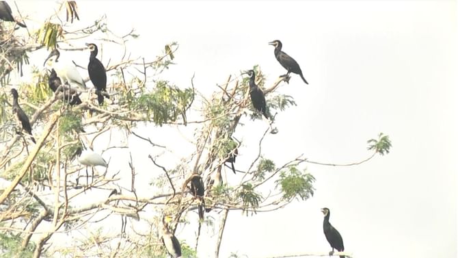 ಬೋನಾಳ್ ಪಕ್ಷಿಧಾಮದಲ್ಲಿ ವಿದೇಶಿ ಹಕ್ಕಿಗಳ ಕಲರವ