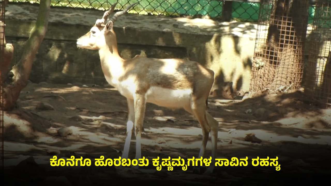 ಬೆಳಗಾವಿ ಕೃಷ್ಣಮೃಗಗಳ ಸಾವಿನ ರಹಸ್ಯ ಬಯಲು: ಆ ರೋಗವೇ ಕಾರಣ