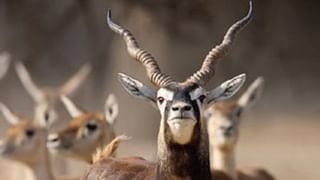 ಬೆಳಗಾವಿ: ಕಿತ್ತೂರು ಚನ್ನಮ್ಮ ಕಿರು ಮೃಗಾಲಯದಲ್ಲಿ 28 ಕೃಷ್ಣ ಮೃಗಗಳ ಅನುಮಾನಾಸ್ಪದ ಸಾವು