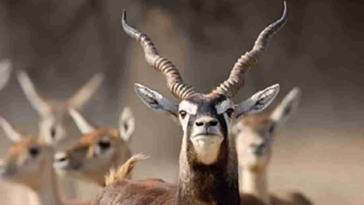 28 ಕೃಷ್ಣಮೃಗಗಳ ಸಾವಿನ ಕೇಸ್: ಗೊಂದಲ ಮೂಡಿಸಿರುವ ಅರಣ್ಯ ಅಧಿಕಾರಿಗಳ ಹೇಳಿಕೆ