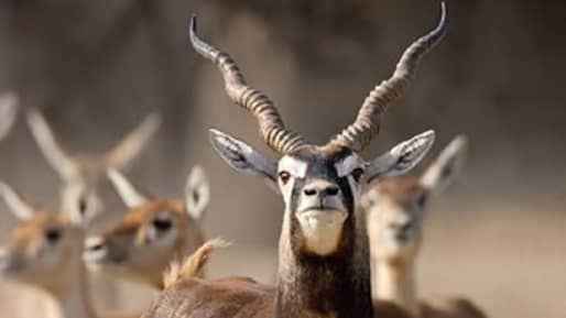 ಕೃಷ್ಣ ಮೃಗಗಳ ಸರಣಿ ಸಾವು: ಸುತ್ತ ಮುತ್ತಲಿನ ಗ್ರಾಮಗಳಲ್ಲಿ ಸಾಂಕ್ರಾಮಿಕ ರೋಗದ ಭೀತಿ