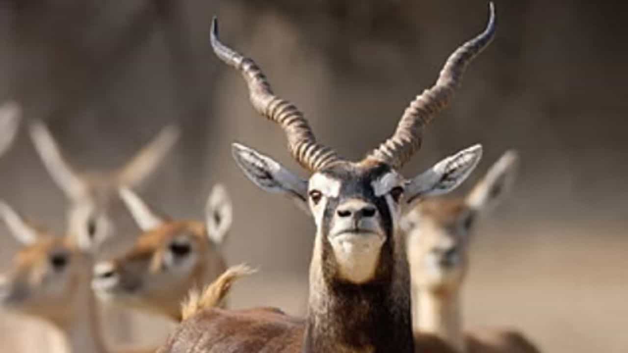 28 ಕೃಷ್ಣಮೃಗಗಳ ಸಾವಿನ ಕೇಸ್: ಗೊಂದಲ ಮೂಡಿಸಿರುವ ಅರಣ್ಯ ಅಧಿಕಾರಿಗಳ ಹೇಳಿಕೆ 28 ಕೃಷ್ಣಮೃಗಗಳ ಸಾವಿನ ಕೇಸ್: ಗೊಂದಲ ಮೂಡಿಸಿರುವ ಅರಣ್ಯ ಅಧಿಕಾರಿಗಳ ಹೇಳಿಕೆ