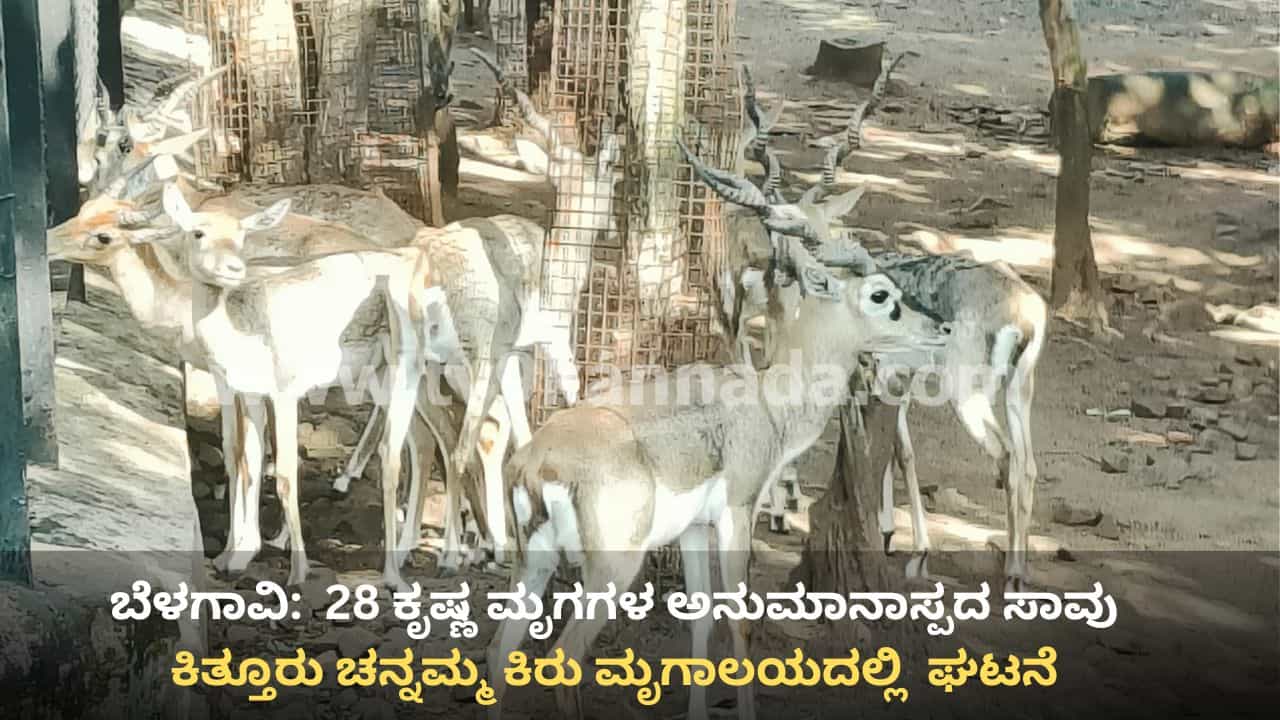 ಬೆಳಗಾವಿ: ಕಿತ್ತೂರು ಚನ್ನಮ್ಮ ಕಿರು ಮೃಗಾಲಯದಲ್ಲಿ 28 ಕೃಷ್ಣ ಮೃಗಗಳ ಅನುಮಾನಾಸ್ಪದ ಸಾವು