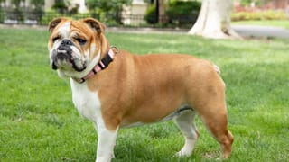 ಮಲಗಿದ್ದ ಒಂದೂವರೆ ತಿಂಗಳ ಮಗು ಮೇಲೆ ಬಾಲಕ ಬಿದ್ದು ಹಸುಗೂಸು ಸಾವು