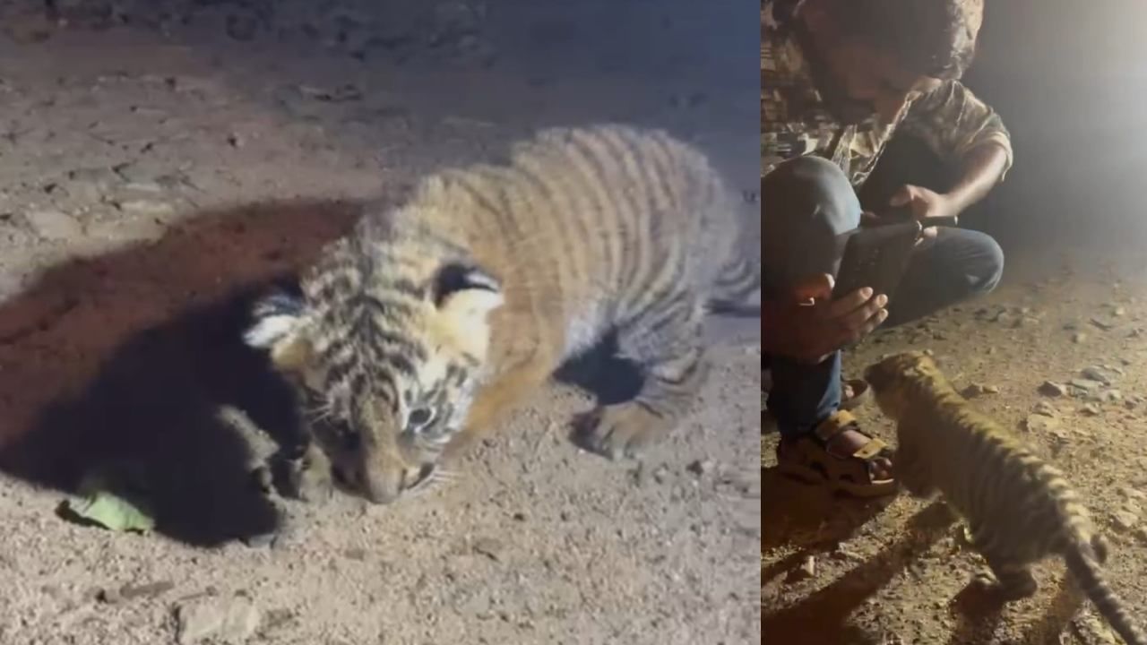 ಚಾಮರಾಜನಗರದಲ್ಲಿ ಹುಲಿ ಮರಿಗಳನ್ನು ಸ್ಪರ್ಶಿಸಿದ್ದಕ್ಕೆ ಎನ್​​ಜಿಓ ವಿರುದ್ಧ ಕ್ರಮಕ್ಕೆ  ಆಗ್ರಹ