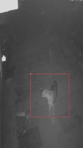 ಚಿಕ್ಕಮಗಳೂರಲ್ಲಿ ಗ್ರಾಮಕ್ಕೇ ನುಗ್ಗಿದ ಚಿರತೆ