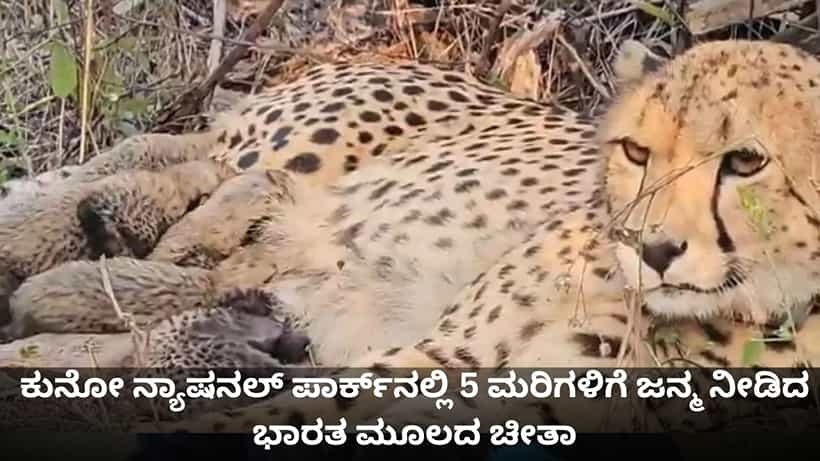 ಕುನೋ ನ್ಯಾಷನಲ್ ಪಾರ್ಕ್ನಲ್ಲಿ 5 ಮರಿಗಳಿಗೆ ಜನ್ಮ ನೀಡಿದ ಭಾರತೀಯ ಚೀತಾ
