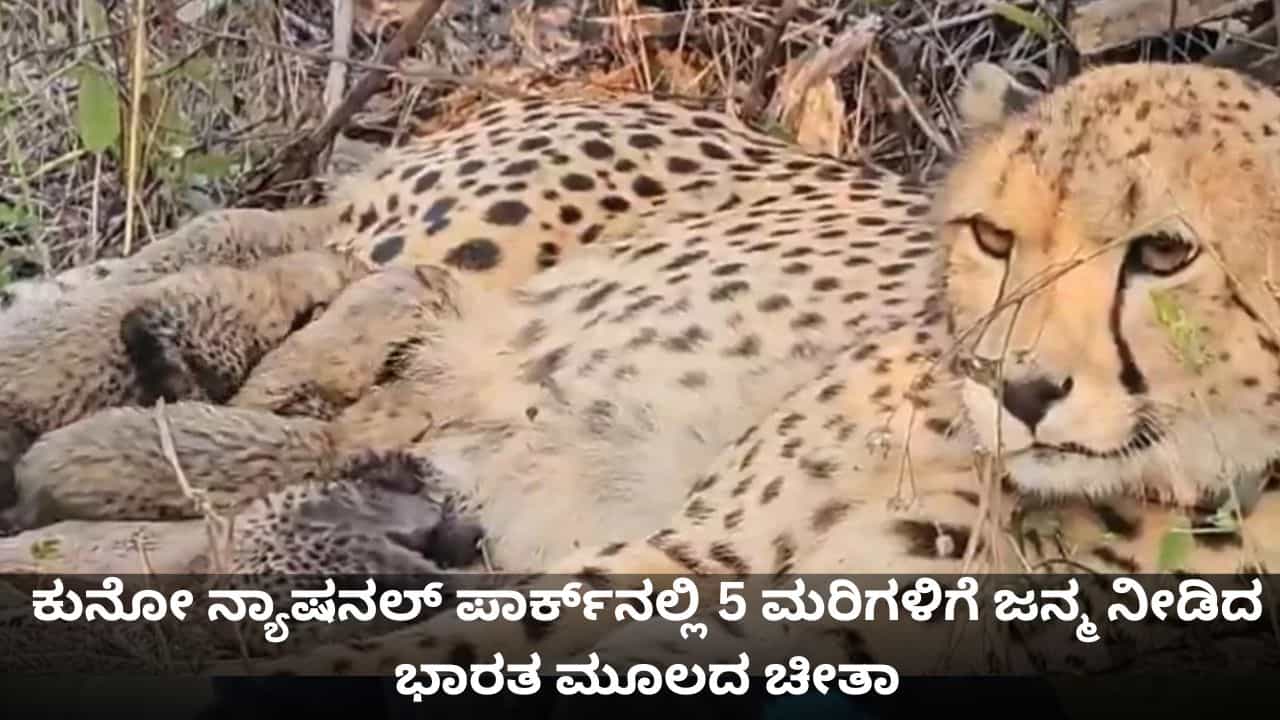ಕುನೋ ನ್ಯಾಷನಲ್ ಪಾರ್ಕ್ನಲ್ಲಿ 5 ಮರಿಗಳಿಗೆ ಜನ್ಮ ನೀಡಿದ ಭಾರತೀಯ ಚೀತಾ ಕುನೋ ನ್ಯಾಷನಲ್ ಪಾರ್ಕ್ನಲ್ಲಿ 5 ಮರಿಗಳಿಗೆ ಜನ್ಮ ನೀಡಿದ ಭಾರತೀಯ ಚೀತಾ