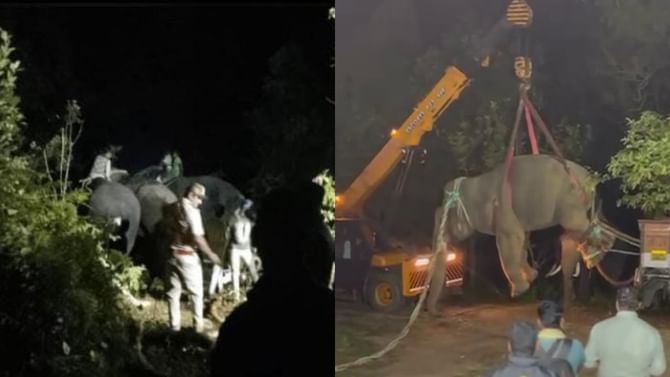 ಶೃಂಗೇರಿ ಕಿಲ್ಲರ್ ಕಾಡಾನೆ ಸೆರೆ: ಏಕಲವ್ಯ ತಂಡದಿಂದ ಕಾರ್ಯಾಚರಣೆ ಯಶಸ್ವಿ