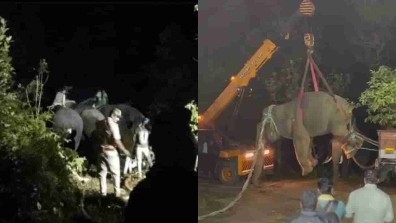 ಶೃಂಗೇರಿ ಕಿಲ್ಲರ್ ಕಾಡಾನೆ ಸೆರೆ: ಏಕಲವ್ಯ ತಂಡದಿಂದ ಕಾರ್ಯಾಚರಣೆ ಯಶಸ್ವಿ