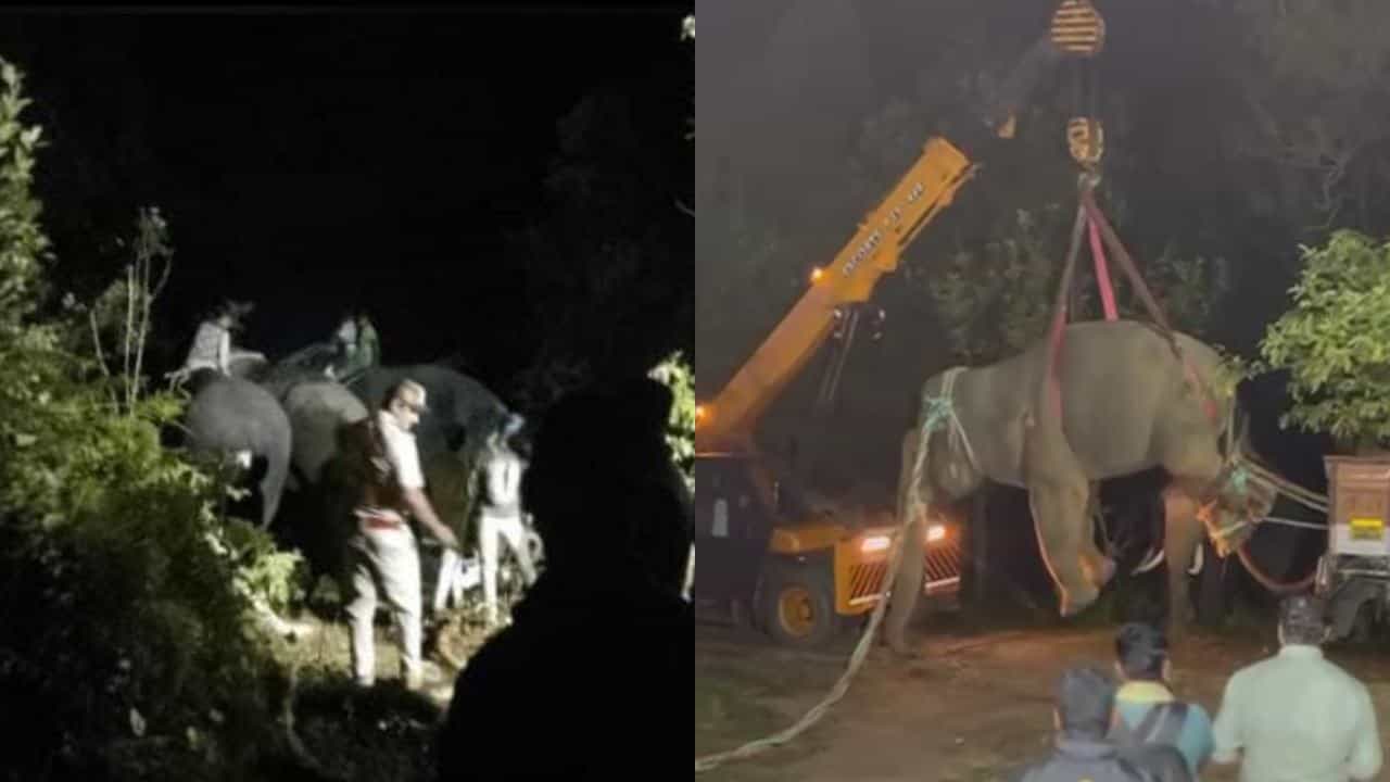 ಶೃಂಗೇರಿ ಕಿಲ್ಲರ್ ಕಾಡಾನೆ ಸೆರೆ: ಏಕಲವ್ಯ ತಂಡದಿಂದ ಕಾರ್ಯಾಚರಣೆ ಯಶಸ್ವಿ ಶೃಂಗೇರಿ ಕಿಲ್ಲರ್ ಕಾಡಾನೆ ಸೆರೆ: ಏಕಲವ್ಯ ತಂಡದಿಂದ ಕಾರ್ಯಾಚರಣೆ ಯಶಸ್ವಿ
