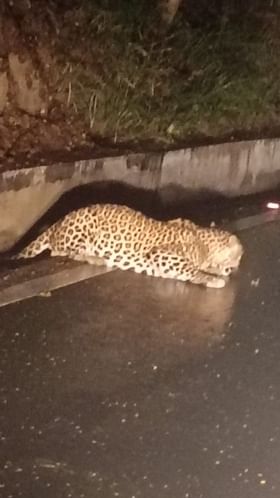 ರಸ್ತೆಯಲ್ಲಿ ಚಿರತೆ ಕಂಡು ವಾಹನ ಸವಾರರು ತಬ್ಬಿಬ್ಬು