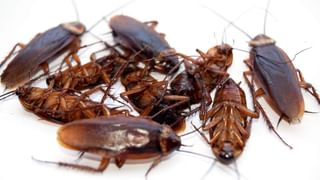 1 ರೂ. ನೋಟು ಕೊಟ್ಟರೆ ಅರ್ಧ ಕೆಜಿ ಚಿಕನ್!