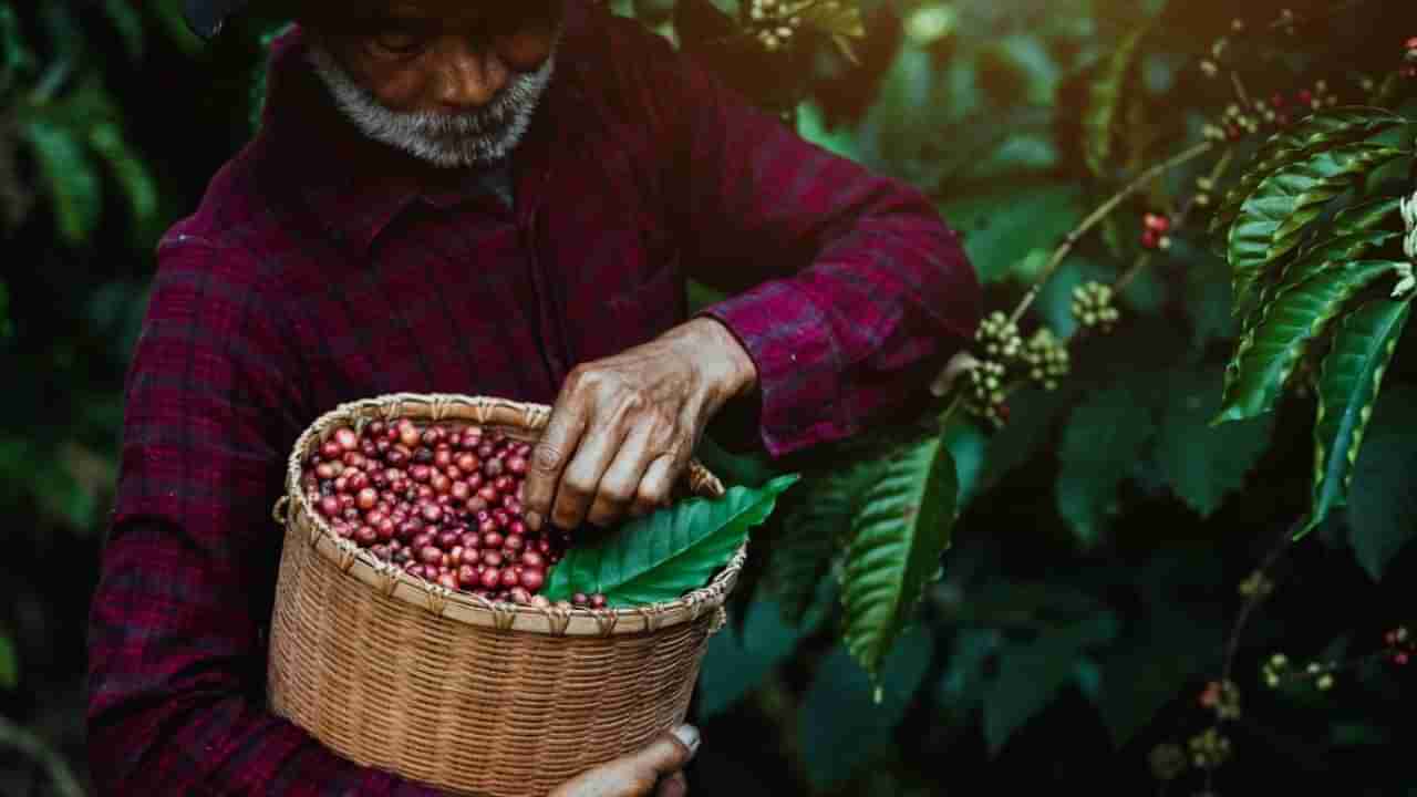 ಹವಾಮಾನ ಬದಲಾವಣೆಯ ಎಫೆಕ್ಟ್: ಭಾರತದ ಕಾಫಿ ಉತ್ಪಾದನೆಯಲ್ಲಿ ಭಾರಿ ಕುಸಿತ