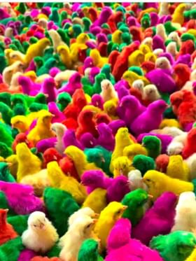 ಕಲರ್​​ ಕಲರ್​​ ಕೋಳಿ ಮರಿಗಳು