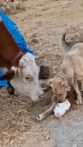 ಹಸುವಿನ ಕರುವನ್ನು ಜೋಪಾನ ಮಾಡಿದ ನಾಯಿ