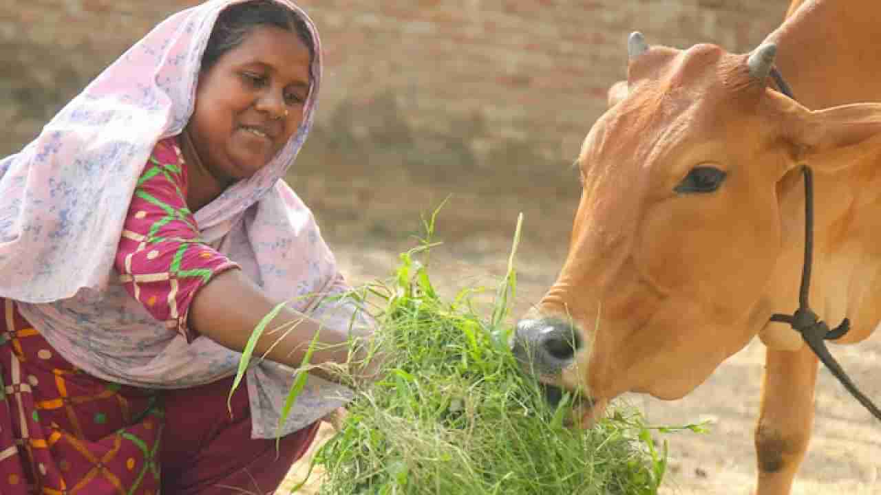 Daily Devotional: ಗೋವಿಗೆ ಕೈಯಿಂದ ಆಹಾರ ತಿನ್ನಿಸುವುದರಿಂದ ಆಗುವ ದೈವಿಕ ಮತ್ತು ಜ್ಯೋತಿಷ್ಯ ಲಾಭಗಳು