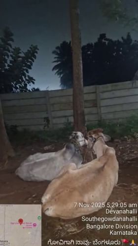 ದೇವನಹಳ್ಳಿ: ಅಕ್ರಮ ಕಸಾಯಿಖಾನೆ ಮೇಲೆ‌ ದಾಳಿ, 16 ಗೋವುಗಳ ರಕ್ಷಣೆ