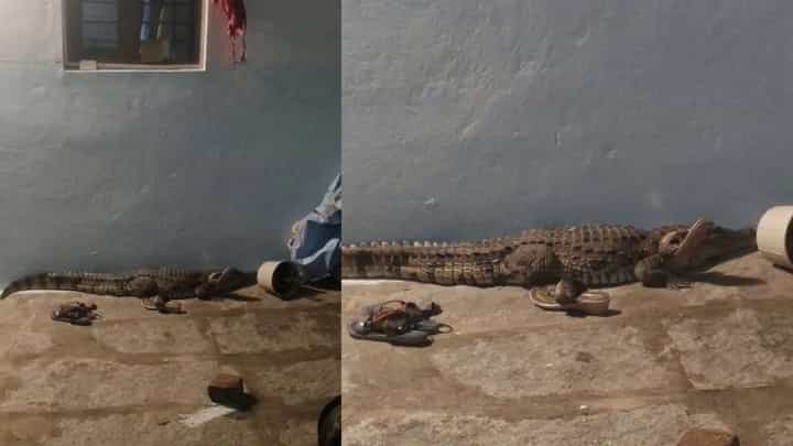 ಆನೆಗೊಂದಿ: ತಡರಾತ್ರಿ ಮನೆಗೇ ಬಂತು ಮೊಸಳೆ! ವಿಡಿಯೋ ನೋಡಿ ಆನೆಗೊಂದಿ: ತಡರಾತ್ರಿ ಮನೆಗೇ ಬಂತು ಮೊಸಳೆ! ವಿಡಿಯೋ ನೋಡಿ