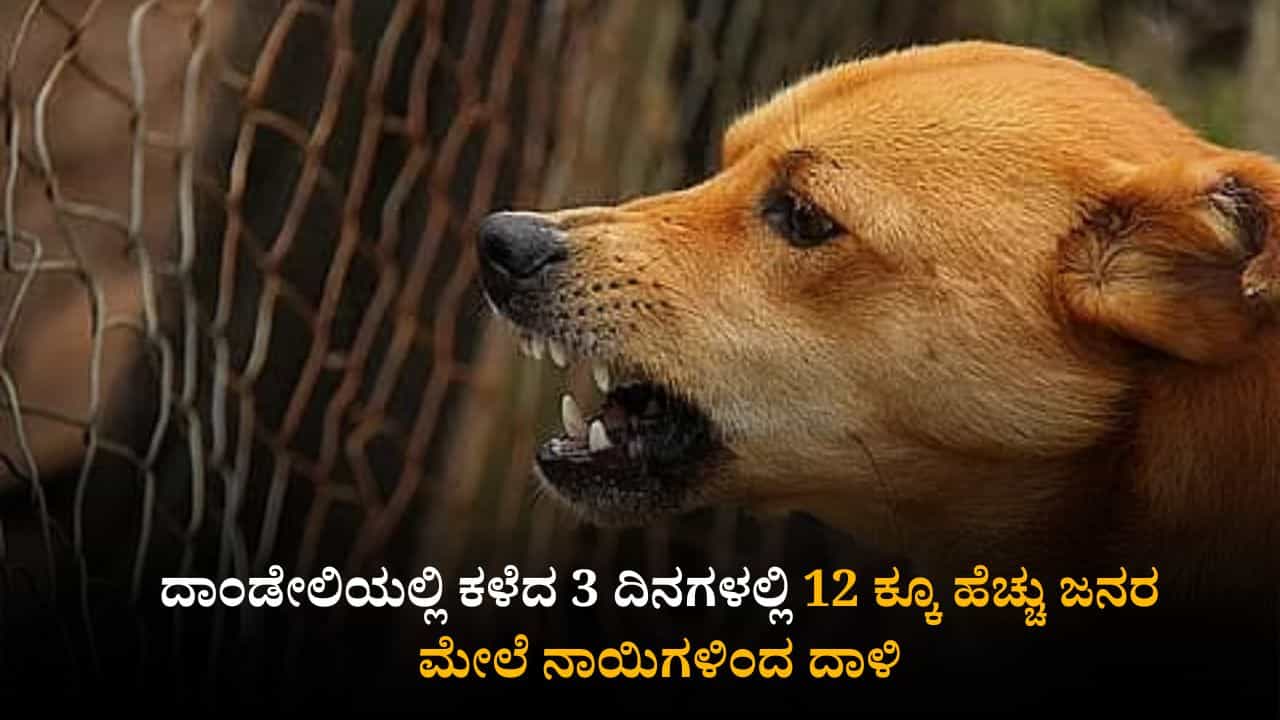 ದಾಂಡೇಲಿಯಲ್ಲಿ 3 ದಿನಗಳಲ್ಲಿ 12 ಕ್ಕೂ ಹೆಚ್ಚು ಜನರ ಮೇಲೆ ಬೀದಿ ನಾಯಿ ದಾಳಿ