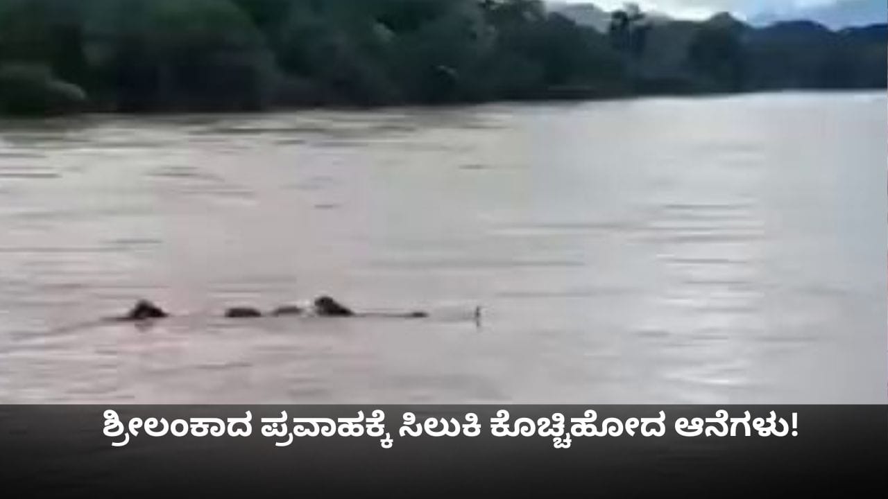 ಶ್ರೀಲಂಕಾದಲ್ಲಿ ಪ್ರವಾಹಕ್ಕೆ ಸಿಲುಕಿ ಕೊಚ್ಚಿಹೋದ ಆನೆಗಳು!