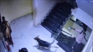 ನಾಡದೇವತೆಗೆ ಡಿಕೆಶಿ ಅಭಿಮಾನಿಗಳಿಂದ ವಿಶೇಷ ಪೂಜೆ, ರಥೋತ್ಸವ