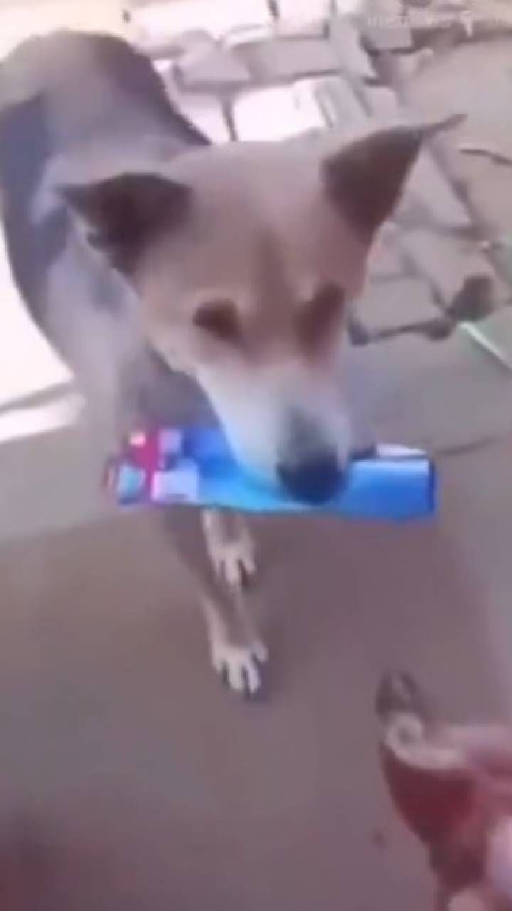 ಈ ಟೂತ್​ಪೇಸ್ಟ್​​ ಬಾಕ್ಸ್​, ಎಲೆ ತಗೊಂಡು ಚೂರು ಊಟ ಕೊಡ್ತೀರಾ? ಮುದ್ದು ನಾಯಿಯ ಮನವಿ