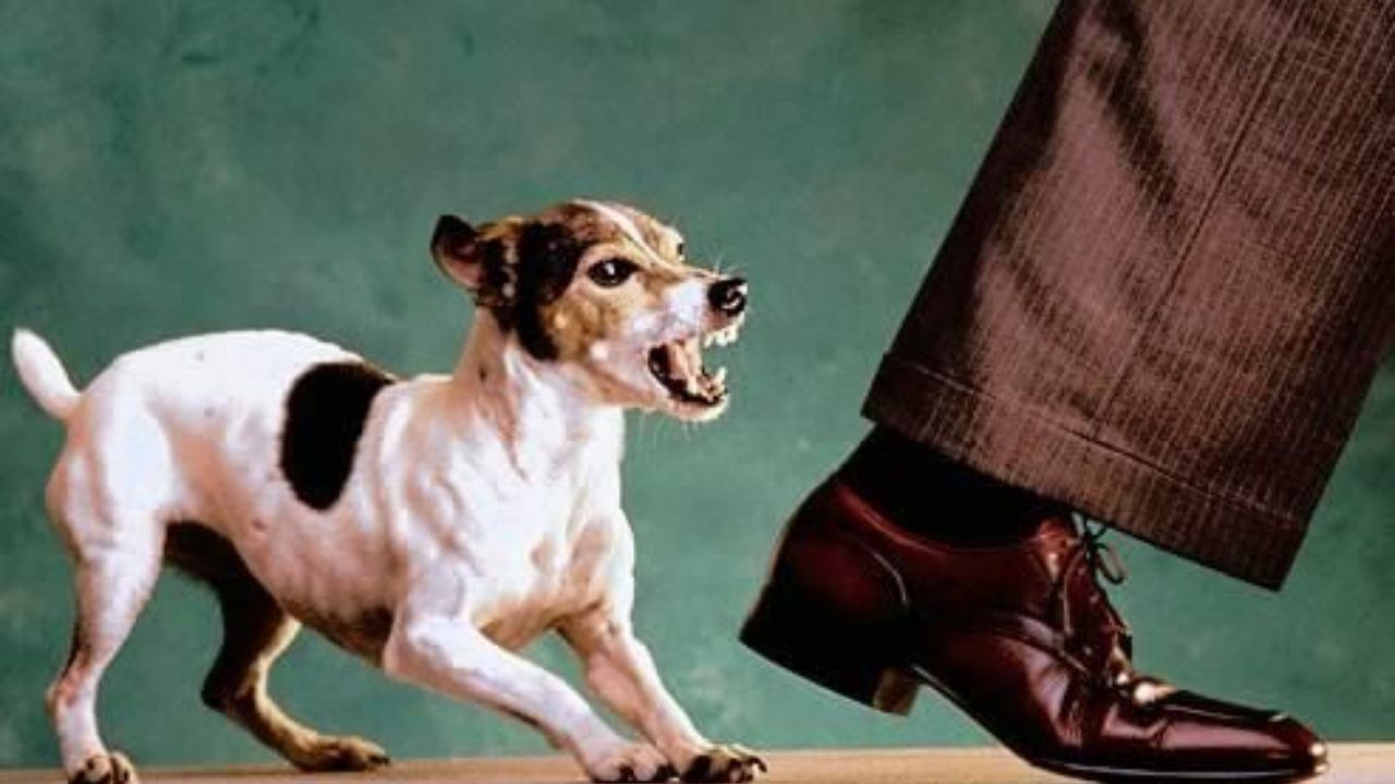 Dog Bite Relief Fund: ನಾಯಿ ಕಚ್ಚಿ ಸಾವನ್ನಪ್ಪಿದವರಿಗೆ 5 ಲಕ್ಷ ರೂ.ಪರಿಹಾರ ಘೋಷಿಸಿದ ರಾಜ್ಯ ಸರ್ಕಾರ