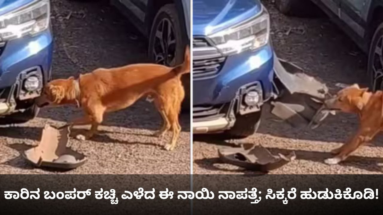 ಕಾರಿನ ಬಂಪರ್ ಕಚ್ಚಿ ಎಳೆದ ಈ ನಾಯಿ ನಾಪತ್ತೆ; ಸಿಕ್ಕರೆ ಹುಡುಕಿಕೊಡಿ! ಕಾರಿನ ಬಂಪರ್ ಕಚ್ಚಿ ಎಳೆದ ಈ ನಾಯಿ ನಾಪತ್ತೆ; ಸಿಕ್ಕರೆ ಹುಡುಕಿಕೊಡಿ!