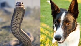 ಹಾವು, ನಾಯಿ ಕಡಿತ ಹೆಚ್ಚಳ: ಸುಪ್ರೀಂ ಸೂಚನೆ, ಸರ್ಕಾರದಿಂದ ಸುತ್ತೋಲೆ